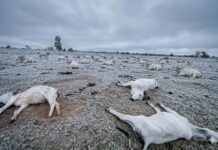 Frio extremo provoca morte de 83 bovinos em Mato Grosso do Sul 9e6ec3b4 dbe7 4650 a26d 7db5e4e882b3
